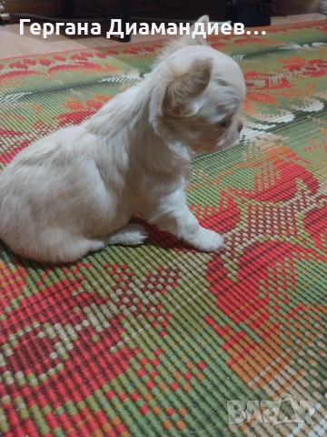 продавам мини чихуахуа , снимка 1