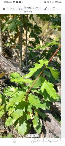 Дъб- Космат, Цер и Благун и бор -2 и 3 годишни