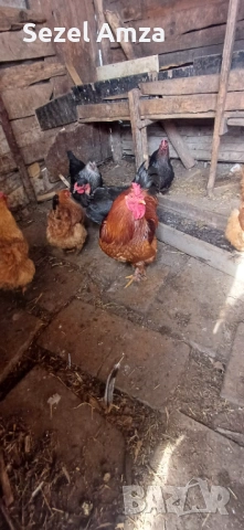 Продавам кокошки , снимка 6 - Кокошки и пуйки - 53583839