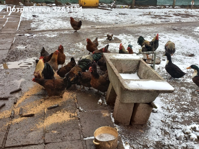 Свободни яйца от катунски комошки, снимка 2 - други­ - 53607575