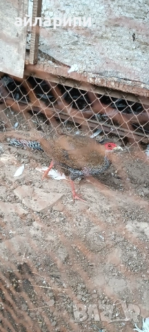 Фазани Сребърни , снимка 2 - други­ - 52045248