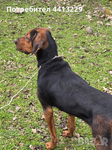 свинар,балканско гонче , снимка 3 - Гонче - 53220687