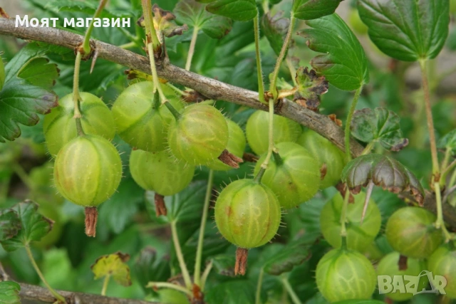 Цариградско Грозде, снимка 4 - Градински цветя и растения - 53650621