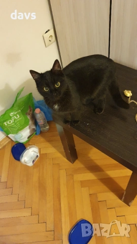 Черна котка на 6 мес. търси дом, снимка 11 - Други - 53116660