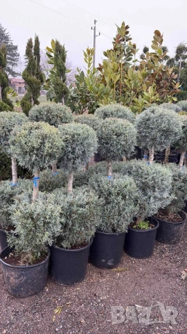Кипарис , снимка 3 - Градински цветя и растения - 53473774
