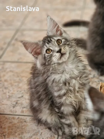 котенца Мейн Куун