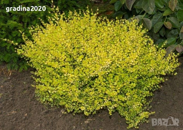 Жълта бреза джудже – Betula Golden Nana, снимка 4 - Разсади - 52714426