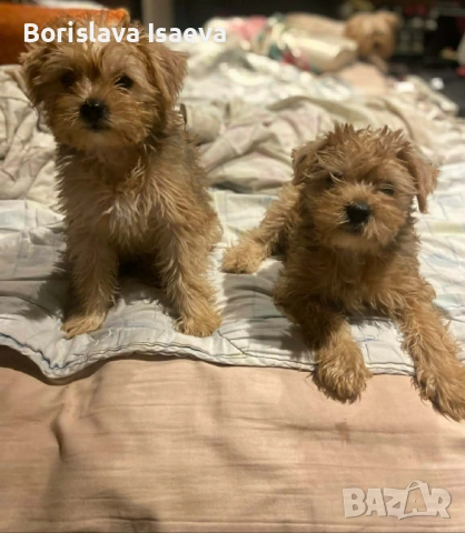 Двама руси господина от Варна