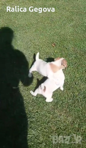 чистокръвни мини Джак Ръсели, снимка 2 - Джак ръсел териер - 53667259