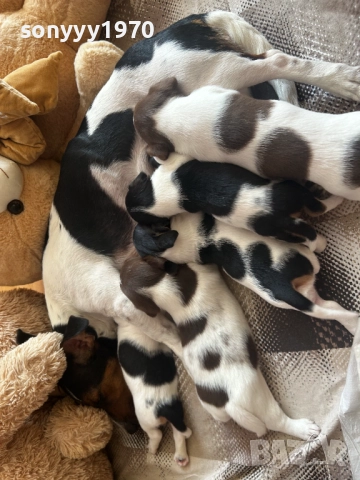 джак ръсел-бебета 2310251256, снимка 2 - Джак ръсел териер - 52153779