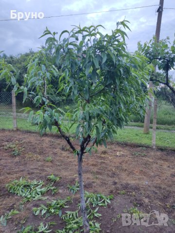 Предлагам резитба на овошки и асми , снимка 4 - Други услуги - 37856910