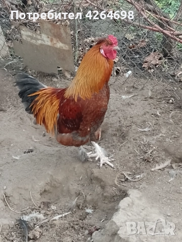 Гургутки и петлета, снимка 12 - други­ - 50966710