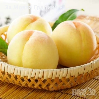 Бяла Нектарина , снимка 3 - Градински цветя и растения - 53618760