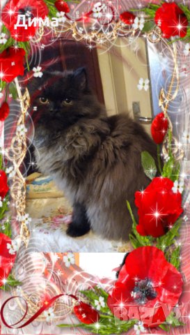  Ваксинирани персийски дългокосмести многоцветни котки с ЕС паспорти,микрочипирани!!, снимка 15 - Персийска - 37675567