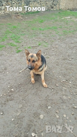 Чистокръвни немски овчарки 300 евро, снимка 5 - Немска овчарка - 53694585