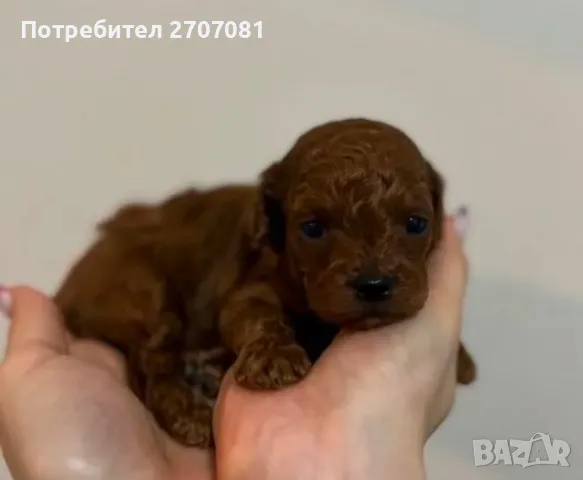 Той пудели, снимка 12 - Пудели - 48840560