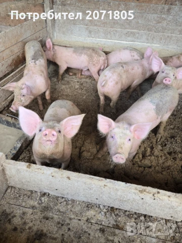 Продавам прасета, снимка 1