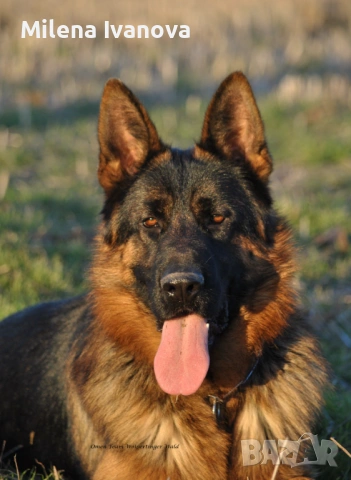 Немски овчарки с родословие , снимка 16 - Немска овчарка - 53336696