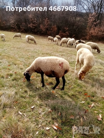 Продавам овце , снимка 3 - Овце - 52642928