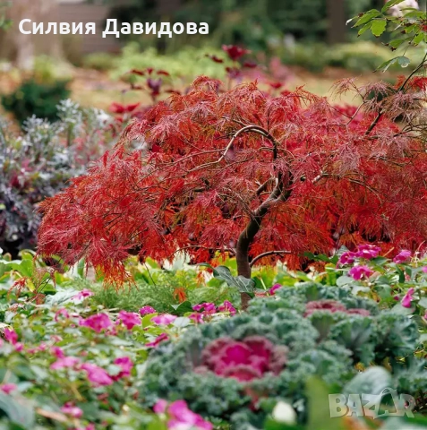 Японски клен Acer, снимка 11 - Градински цветя и растения - 52499746