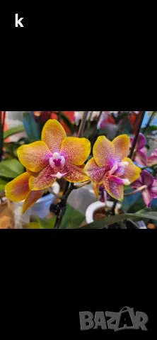 Орхидея Phalaenopsis Sogo Lawrence