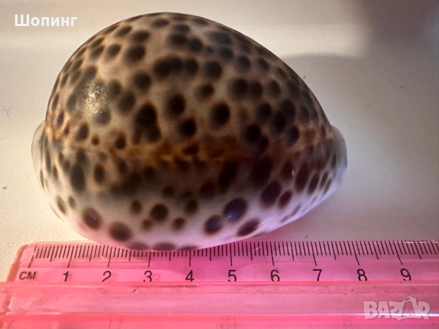 Морска раковина Тигрова Ципрея, снимка 9 - Декорация за дома - 51440651