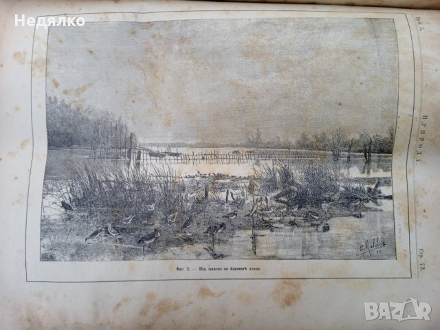 Списание "Природа",Първи брой,1893г., снимка 11 - Антикварни и старинни предмети - 35869889
