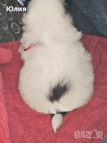 Японски хинчета, снимка 4 - Други - 52506287