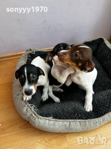 ДЖАК РЪСЕЛ ЖЕНСКО НА 2 МЕСЕЦА 2810251946, снимка 2 - Джак ръсел териер - 52215813