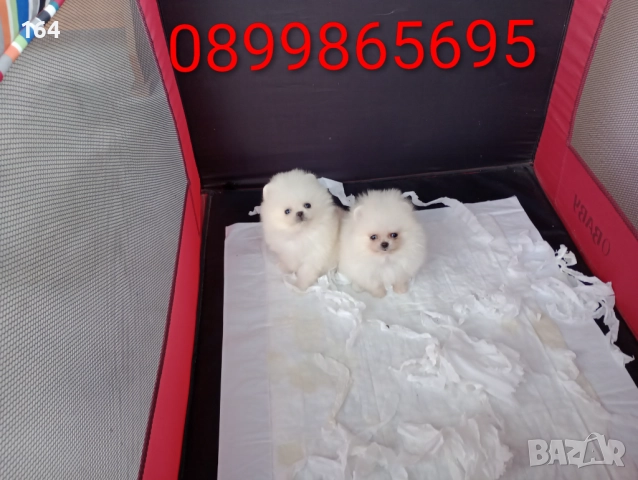 Мини Померани Миниатюрни минита. Момиченце и момченце. Снимки от 24.12.25 г. , снимка 6 - Померан - 52809054