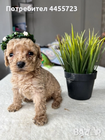 Прекрасни той-пудели готови за нов дом, снимка 2 - Пудели - 52417196