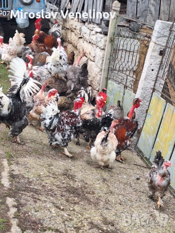 Продавам оплодени яйца от кокошки голошиики, снимка 5 - Кокошки и пуйки - 53650692