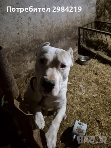 Дого Аржентино, снимка 5 - Дого аржентино - 52401620