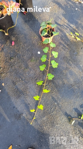 Обикновен бръшлян (hedera helix), студоустойчив, снимка 16 - Градински цветя и растения - 48092539