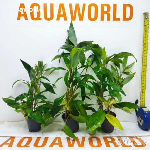 "ПРОМОЦИЯ" Hygrophila siamensis – лимон, снимка 2 - Оборудване за аквариуми - 48491847