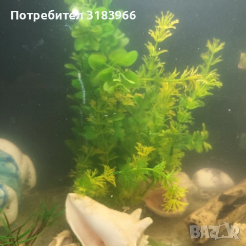 голям аквариум с рибки оборудван 50 х 40 х 24, снимка 5 - Аквариуми - 53830698