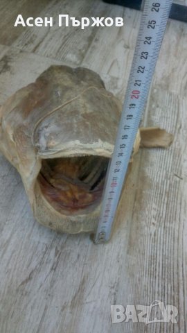 Глава от СОМ трофей, снимка 3 - Други животни - 35734796