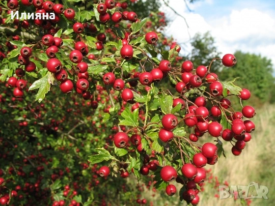 Самардала,Коприва,Лапад,Глог,Шипка,Песто от Коприва,Манголд,Розмарин, снимка 3 - Сортови семена и луковици - 44686395