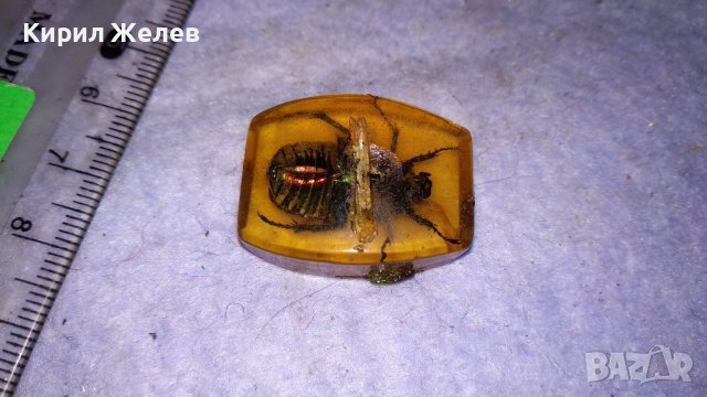 ИСТИНСКИ МАЙСКИ БРЪМБАР ПРЕПАРИРАН в БЛОКЧЕ СМОЛА - За КОЛЕКЦИЯ 34556, снимка 6 - Колекции - 39075637