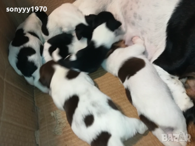 ДЖАК РЪСЕЛ-ПРОДАВАМЕ КУЧЕНЦА 250ЛВ ЗА БРОЙ 2908250958, снимка 2 - Джак ръсел териер - 51530695