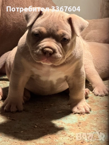 Американско були покет 