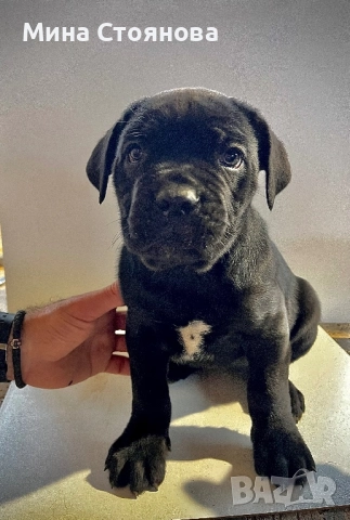 Продавам бебета Кане Корсо , снимка 2 - Кане корсо - 52677252