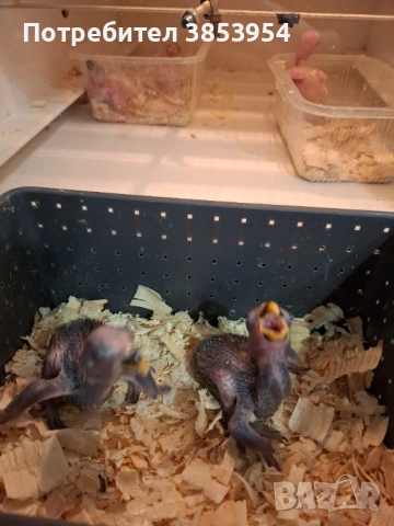 Папагали Еклектус за дохранване Продадени , снимка 4 - Папагали - 53786425