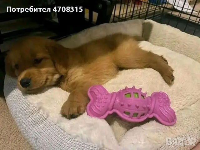 Голдън ретривър момче родословен баща, снимка 3 - Голдън ретривър - 53354373