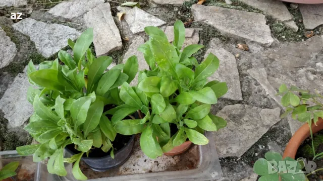 разсад невен, снимка 6 - Разсади - 50385062