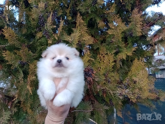 Женско Померанче. Реални снимки от 15.02.26 г. , снимка 4 - Померан - 53487742