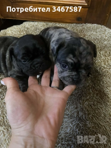 Мини Френски Булдог (женски) , снимка 3 - Френски булдог - 52881571