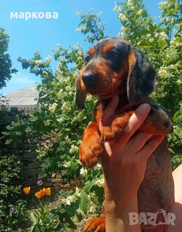 дакел дългокосмест и мерле, снимка 4 - Дакели - 33102869