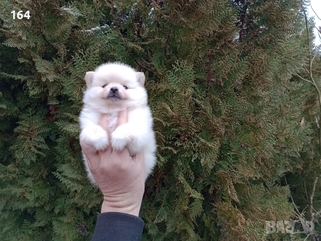 Женски Померанчета. Реални снимки от 10.02.26 г. , снимка 2 - Померан - 53416990