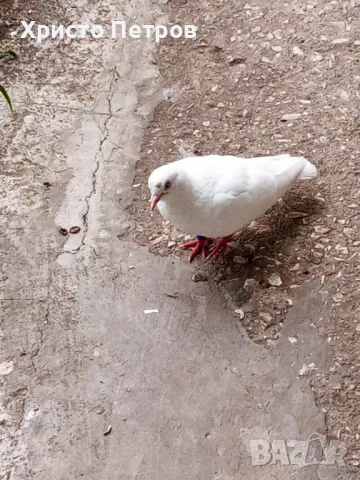 Продавам гълъби., снимка 5 - Гълъби - 50329302